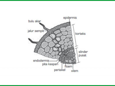 Detail Gambar Akar Dan Bagianya Nomer 21