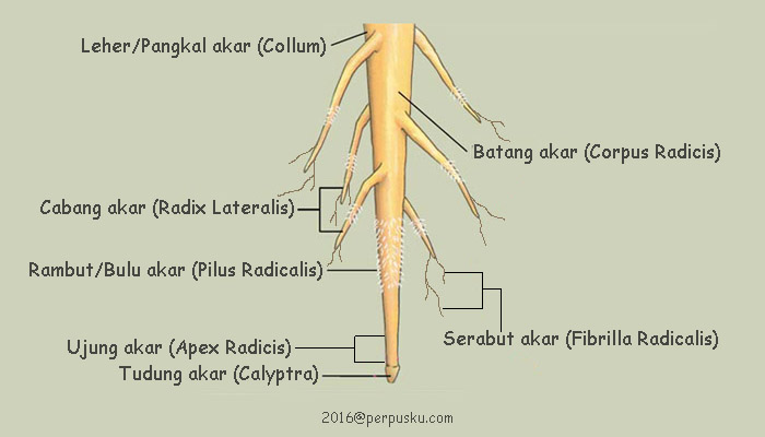 Detail Gambar Akar Dan Bagianya Nomer 24