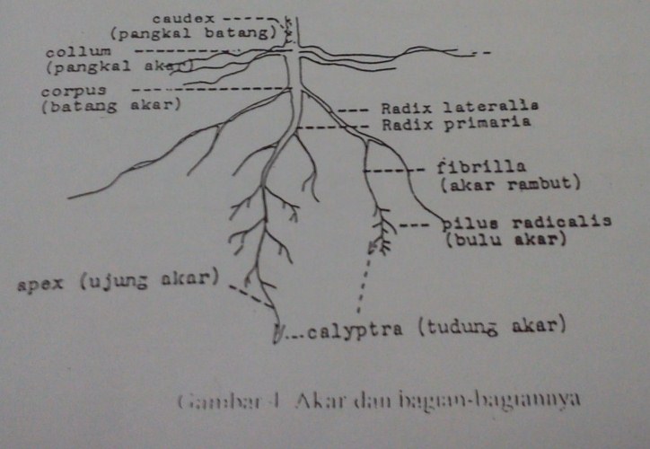 Detail Gambar Akar Dan Bagianya Nomer 36