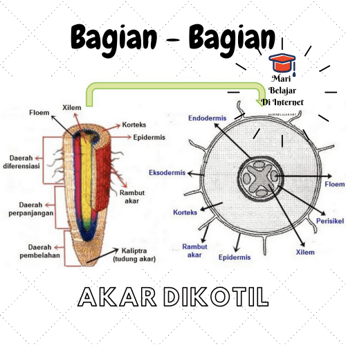 Detail Gambar Akar Dan Bagianya Nomer 38