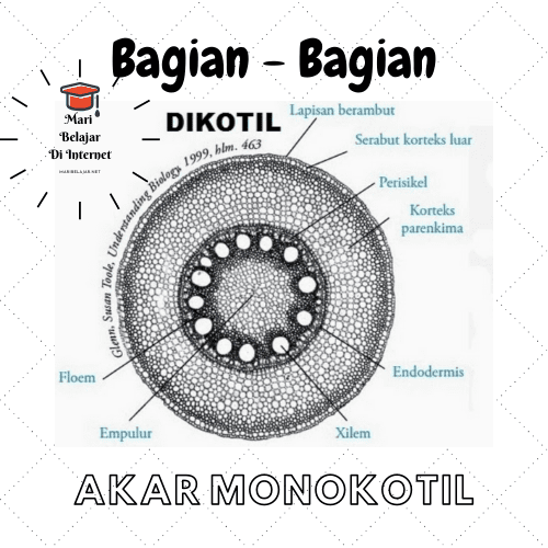 Detail Gambar Akar Dan Bagianya Nomer 43