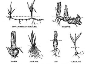 Detail Gambar Akar Daun Sirih Nomer 15