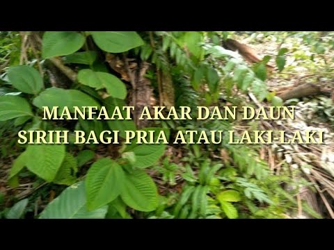 Detail Gambar Akar Daun Sirih Nomer 50