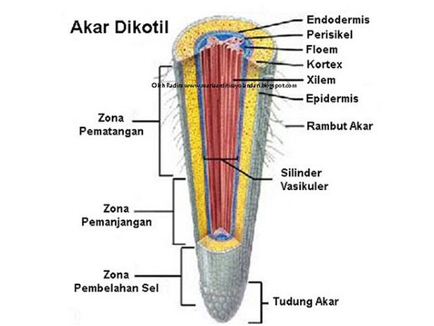 Detail Gambar Akar Dikotil Nomer 22