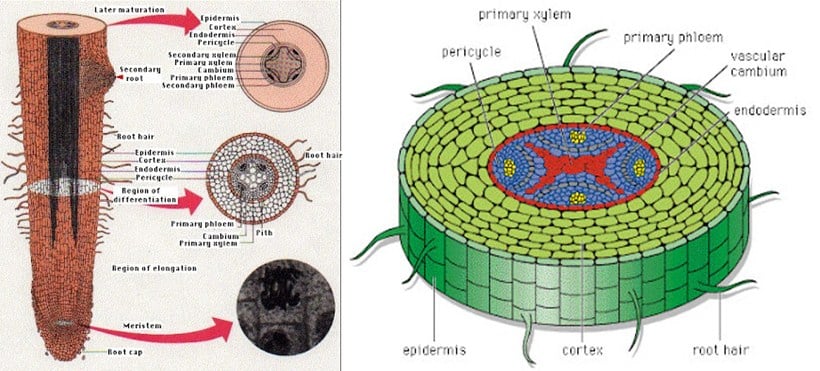 Detail Gambar Akar Dikotil Nomer 28