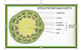 Detail Gambar Akar Dikotil Nomer 30