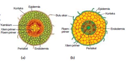 Detail Gambar Akar Dikotil Nomer 5