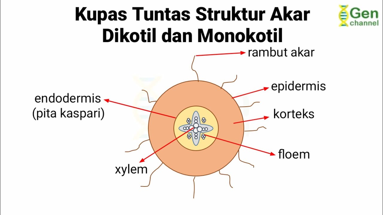 Detail Gambar Akar Dikotil Nomer 45