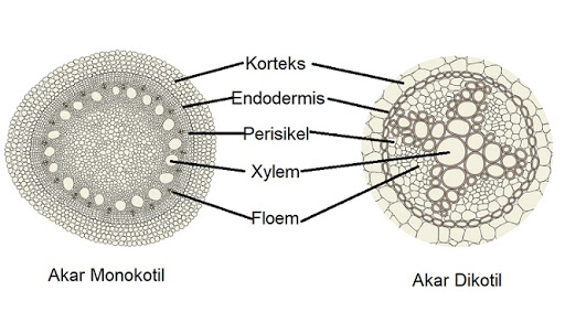 Detail Gambar Akar Dikotil Nomer 6