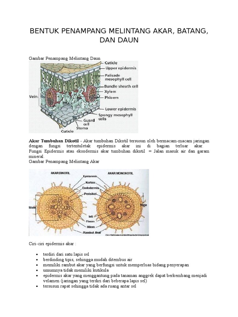 Detail Gambar Akar Dikotil Nomer 47