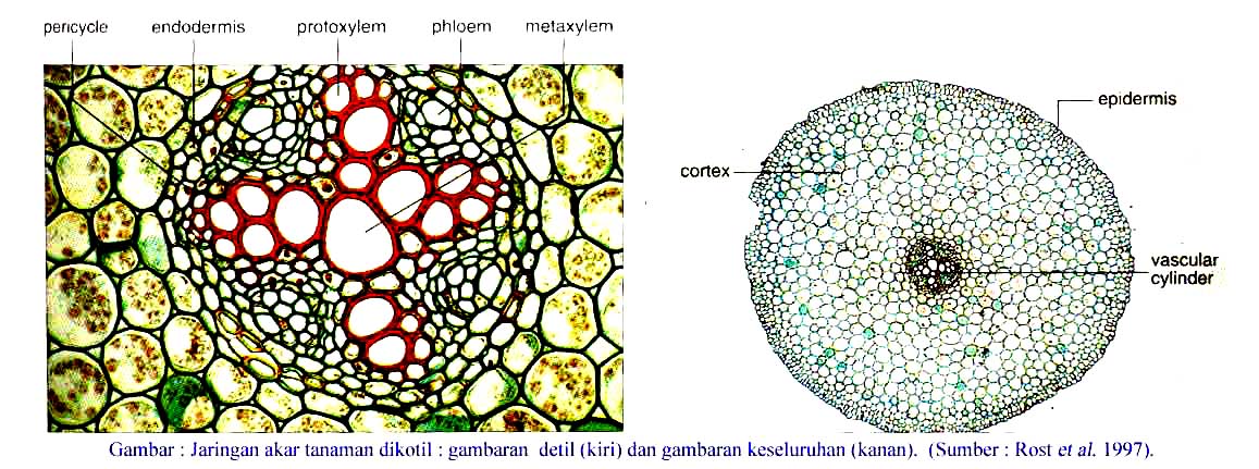 Detail Gambar Akar Dikotil Nomer 52