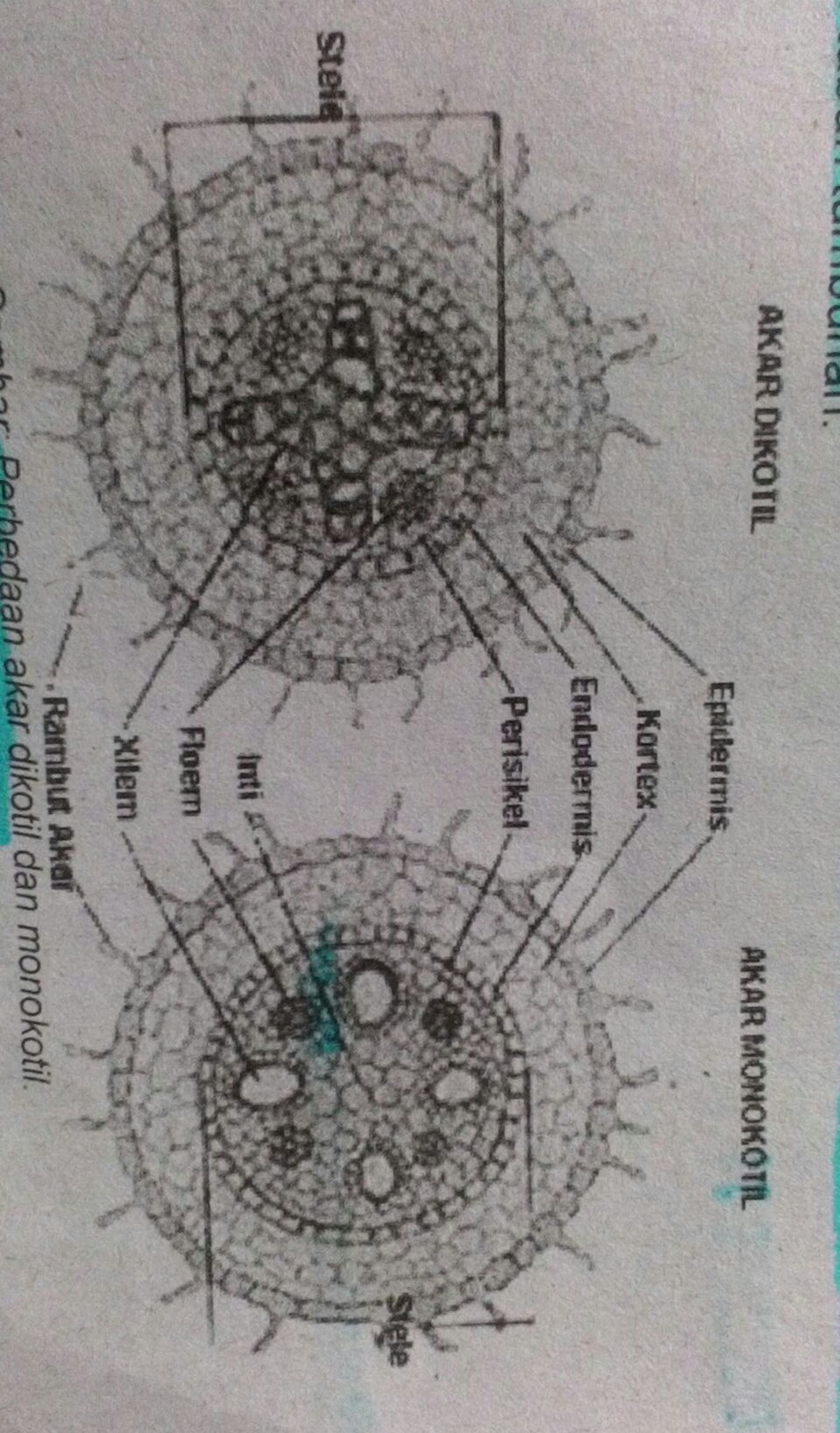 Detail Gambar Akar Dikotil Nomer 55