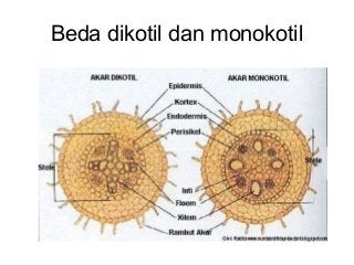 Detail Gambar Akar Dikotil Dan Monokotil Nomer 10