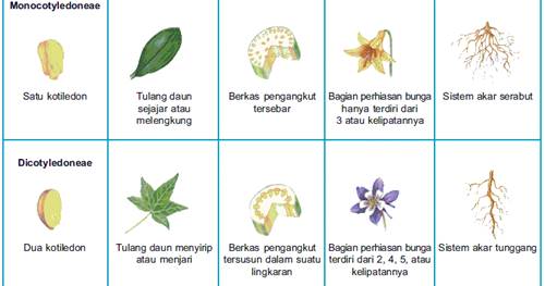 Detail Gambar Akar Dikotil Dan Monokotil Nomer 13