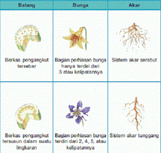 Detail Gambar Akar Dikotil Dan Monokotil Nomer 28