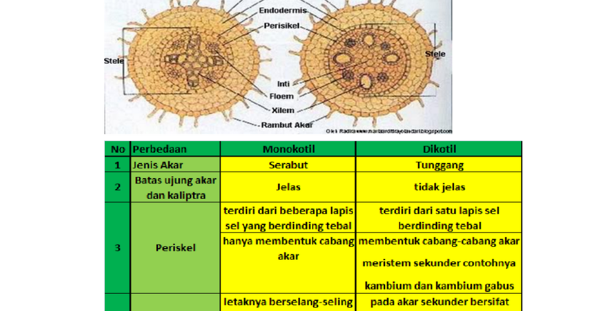 Detail Gambar Akar Dikotil Dan Monokotil Nomer 30