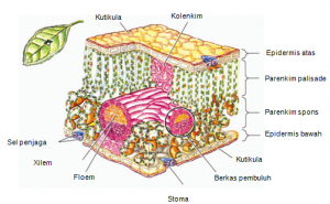 Detail Gambar Akar Dikotil Dan Monokotil Nomer 32