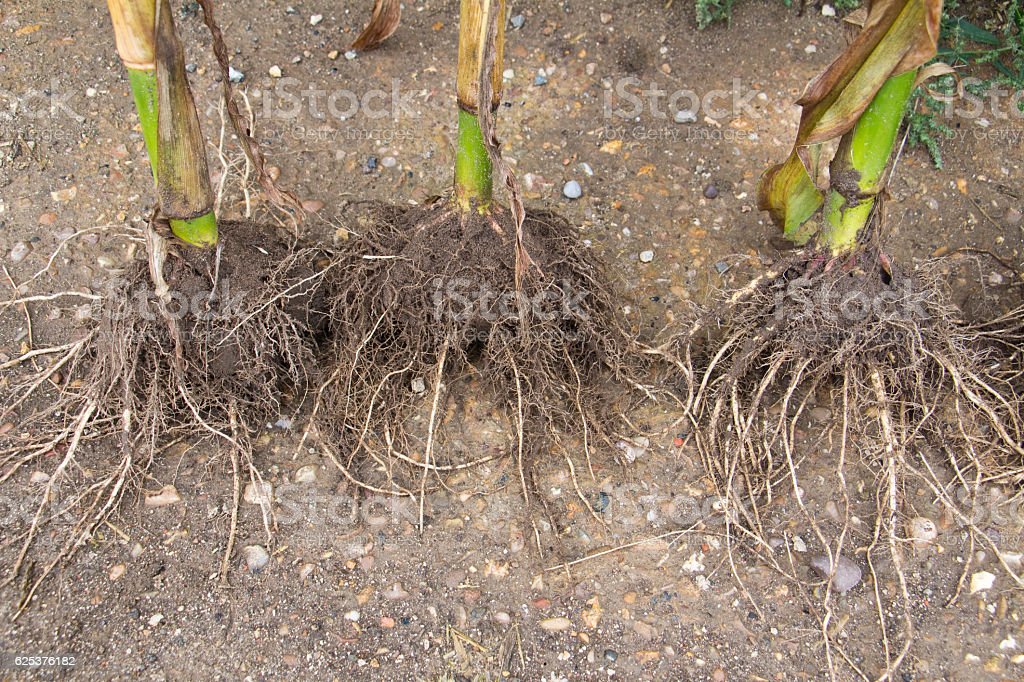 Detail Gambar Akar Jagung Nomer 9