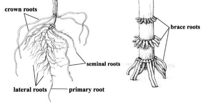 Detail Gambar Akar Jagung Nomer 12