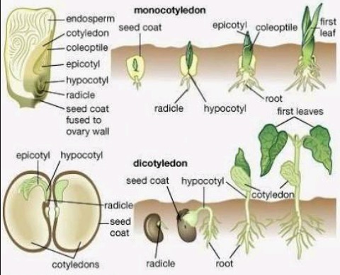 Detail Gambar Akar Kacang Hijau Nomer 22