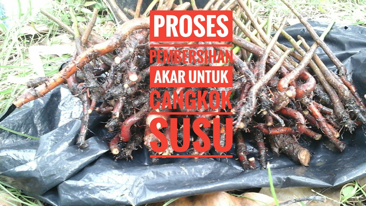 Detail Gambar Akar Mangga Nomer 29