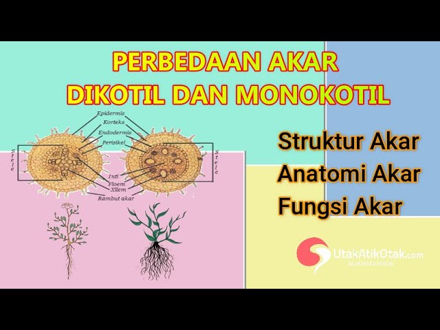 Detail Gambar Akar Monokotil Nomer 20