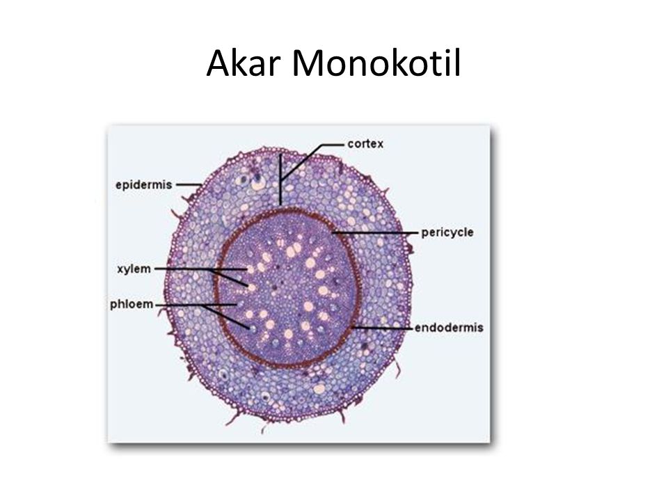 Detail Gambar Akar Monokotil Nomer 30