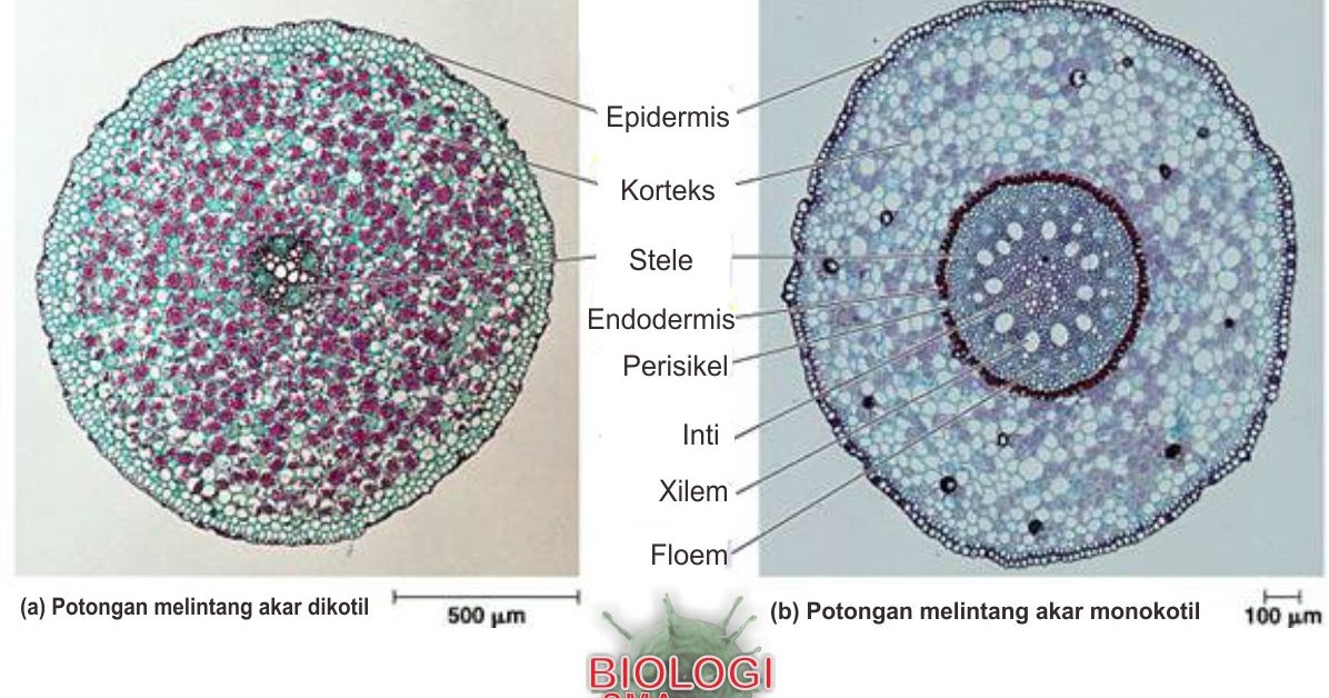 Detail Gambar Akar Monokotil Nomer 35