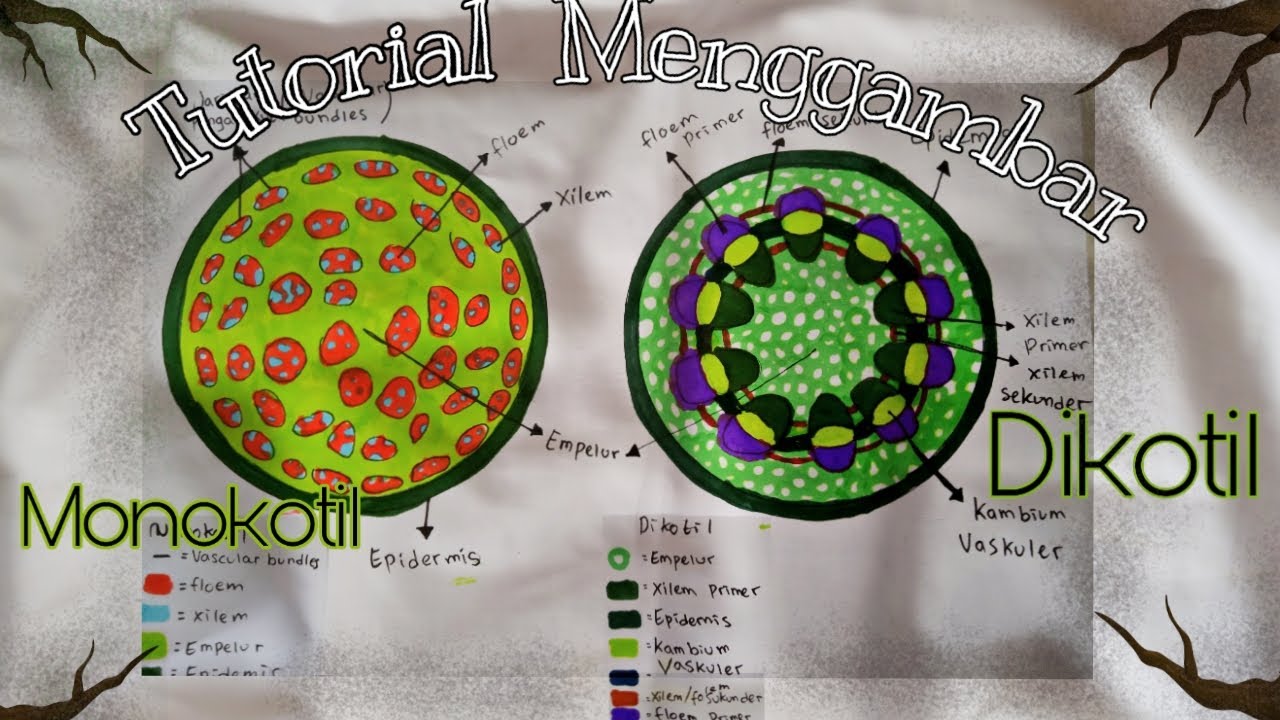 Detail Gambar Akar Monokotil Nomer 56