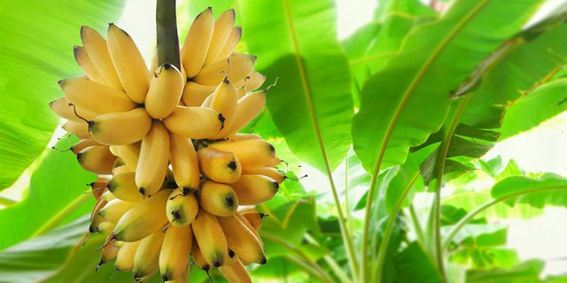 Detail Gambar Akar Pisang Nomer 51