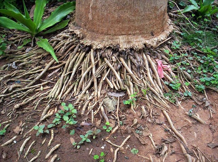 Detail Gambar Akar Pohon Kelapa Nomer 4