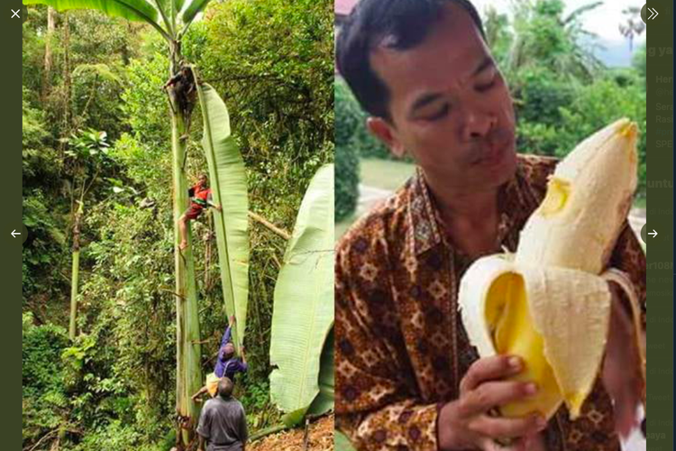 Detail Gambar Akar Pohon Pisang Nomer 21