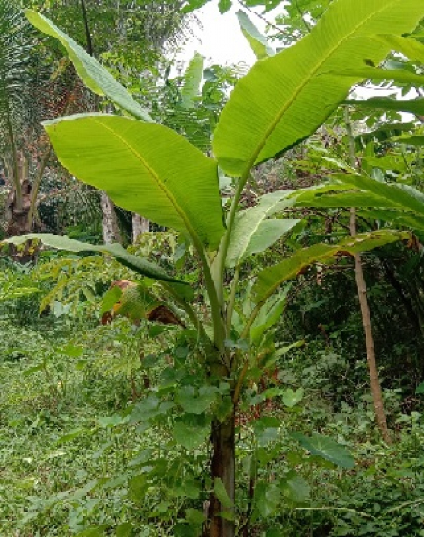 Detail Gambar Akar Pohon Pisang Nomer 28