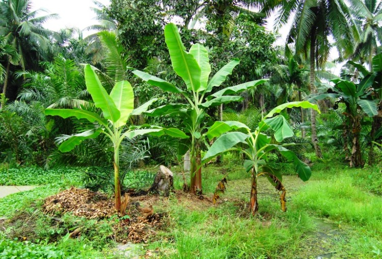 Detail Gambar Akar Pohon Pisang Nomer 42