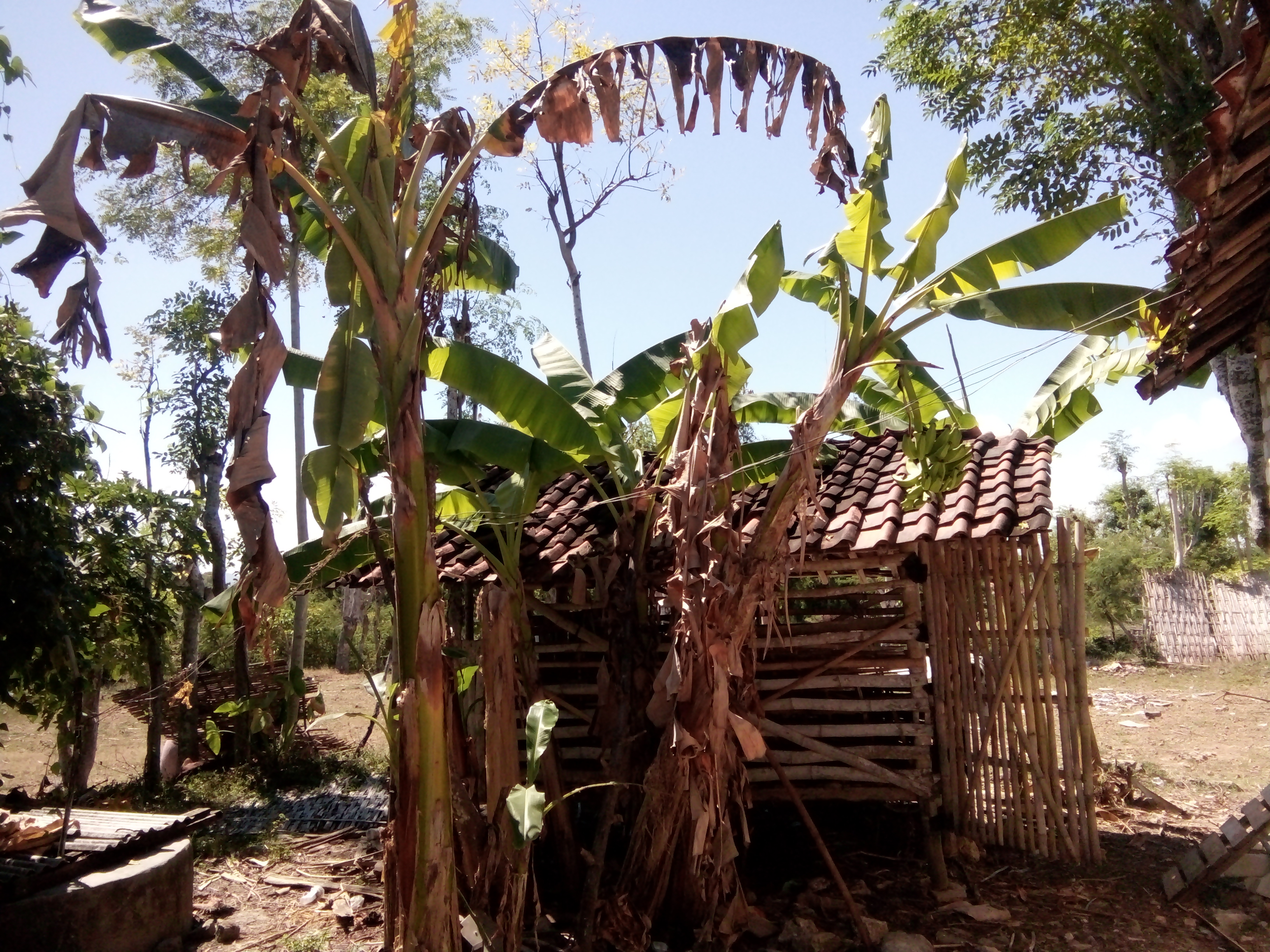 Detail Gambar Akar Pohon Pisang Nomer 47