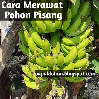 Detail Gambar Akar Pohon Pisang Nomer 48