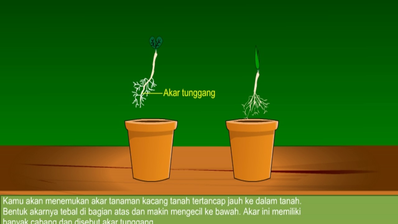 Detail Gambar Akar Serabut Nomer 30