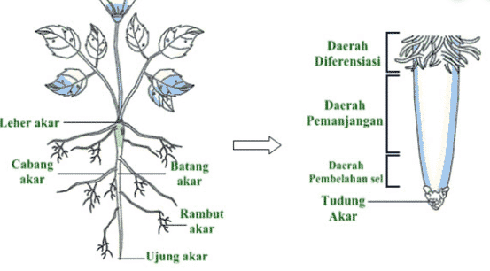 Detail Gambar Akar Serabut Nomer 36