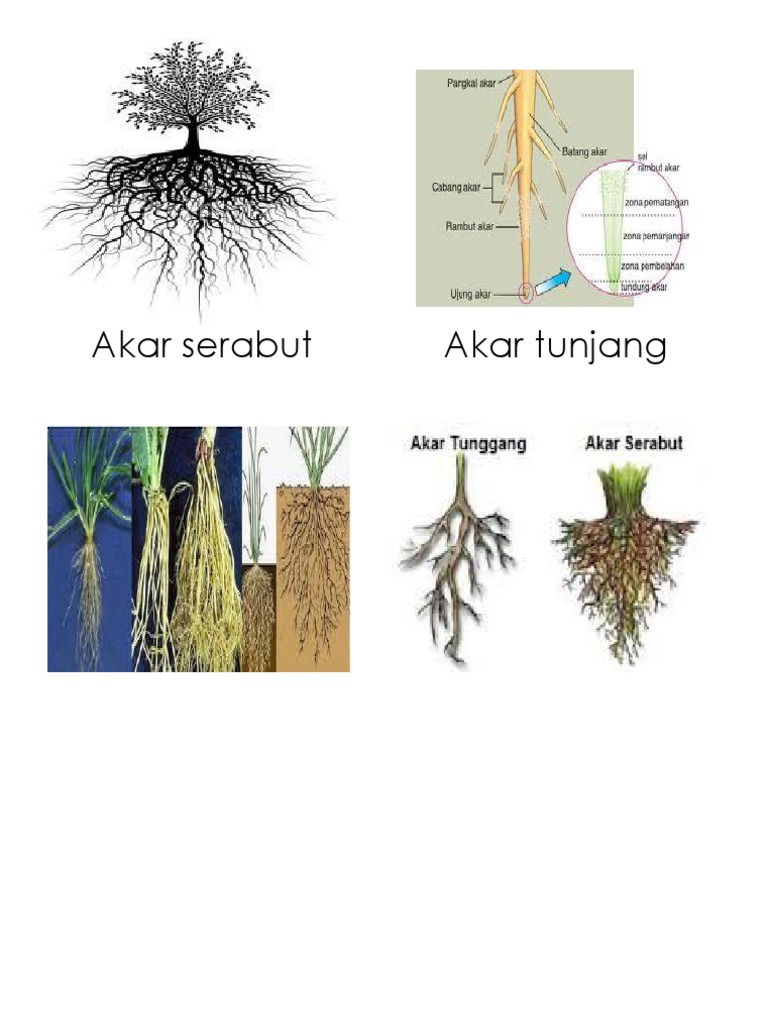 Detail Gambar Akar Serabut Nomer 51