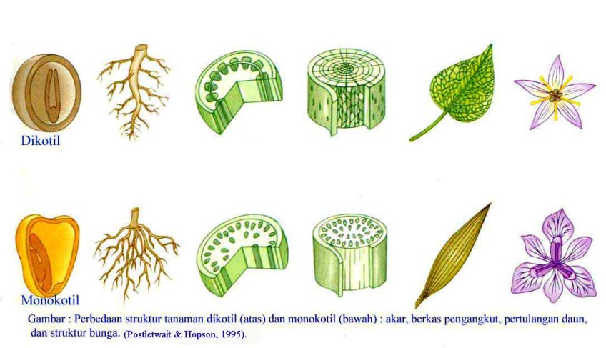 Detail Gambar Akar Serabut Nomer 52