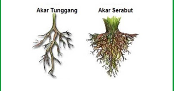 Detail Gambar Akar Serabut Dan Akar Tunggang Nomer 2