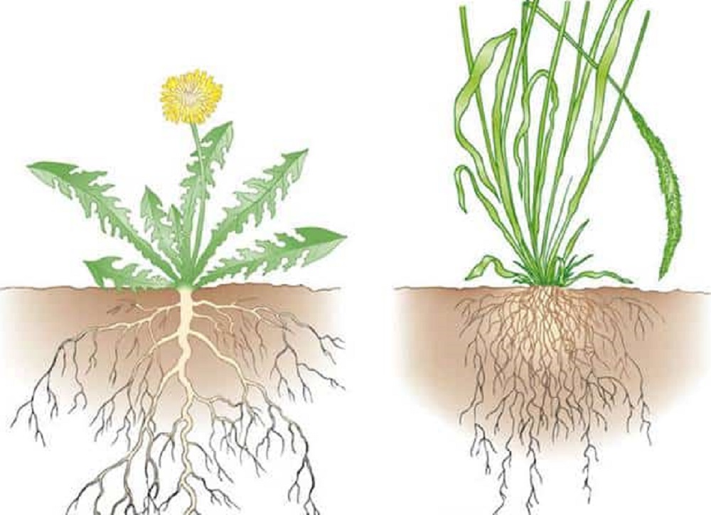 Detail Gambar Akar Serabut Dan Akar Tunggang Nomer 11