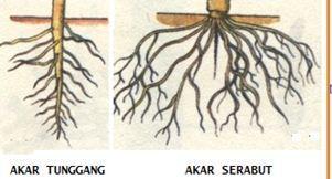 Detail Gambar Akar Serabut Dan Akar Tunggang Nomer 17