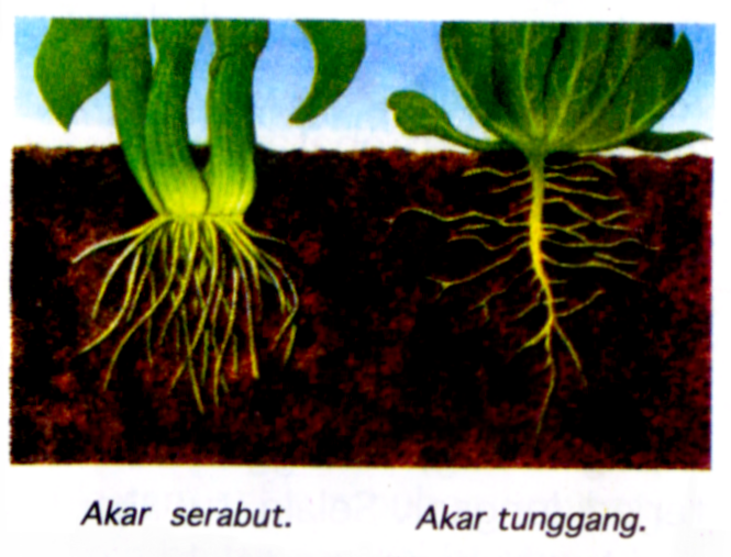 Detail Gambar Akar Serabut Dan Akar Tunggang Nomer 41