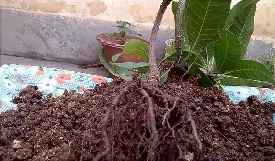 Detail Gambar Akar Tanaman Mangga Nomer 2