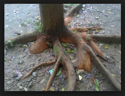Detail Gambar Akar Tanaman Mangga Nomer 13