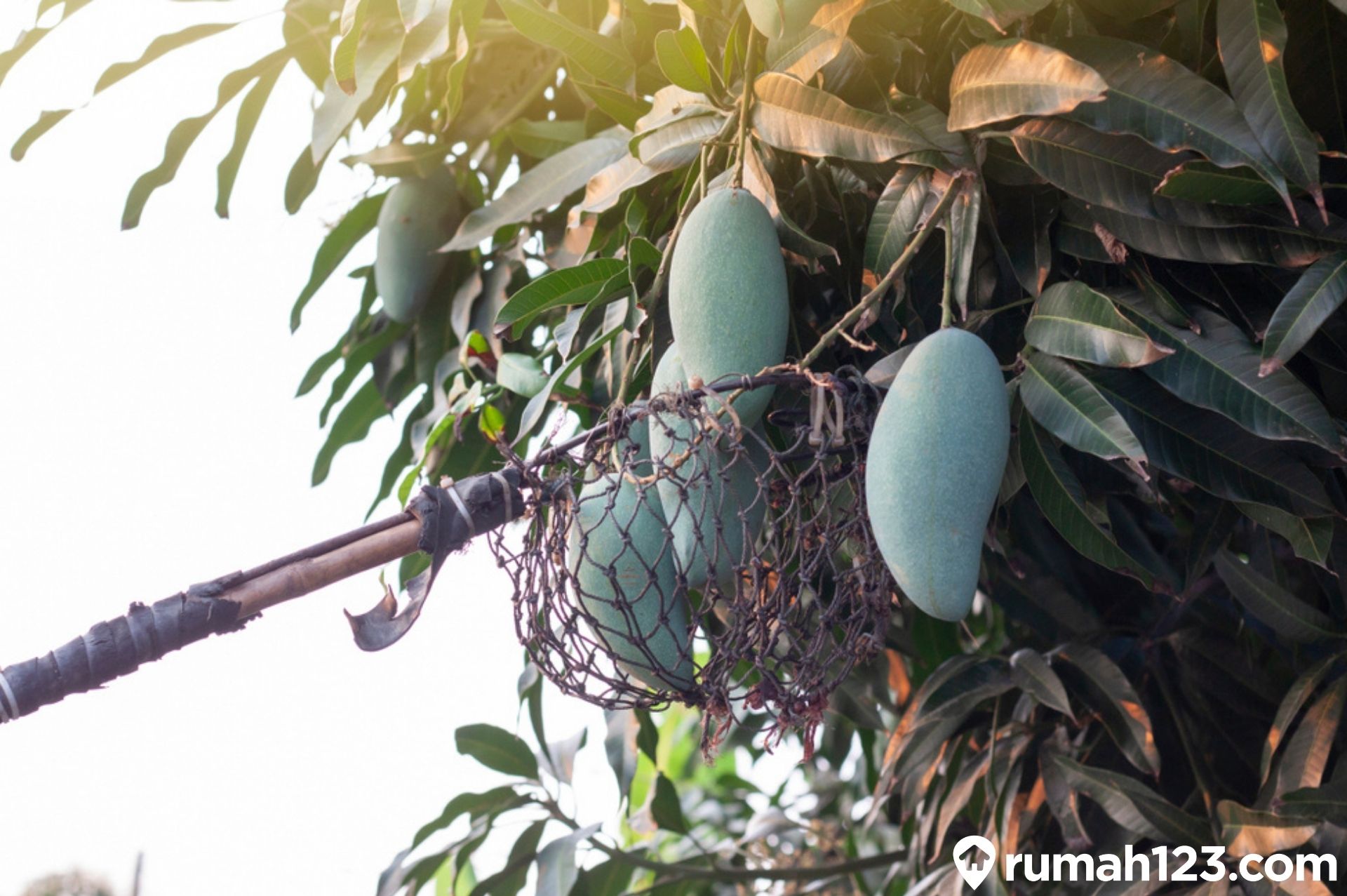 Detail Gambar Akar Tanaman Mangga Nomer 14