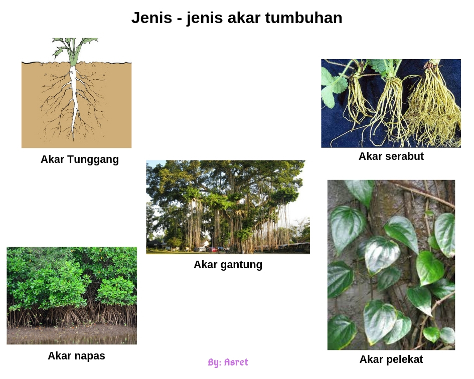 Detail Gambar Akar Tanaman Mangga Nomer 15