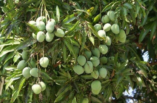 Detail Gambar Akar Tanaman Mangga Nomer 17