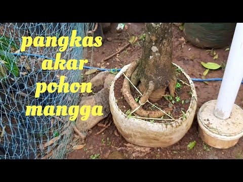 Detail Gambar Akar Tanaman Mangga Nomer 3